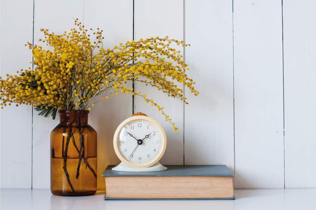 mimosa-plant-in-a-glass-jar-with-water-used-as-a-vase-clock-on-top-of-a-closed-book-additional-tips-and-tricks-5186738