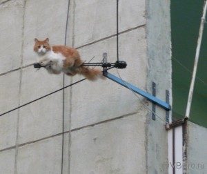 koshka2_na_antenne-300x252-6700625