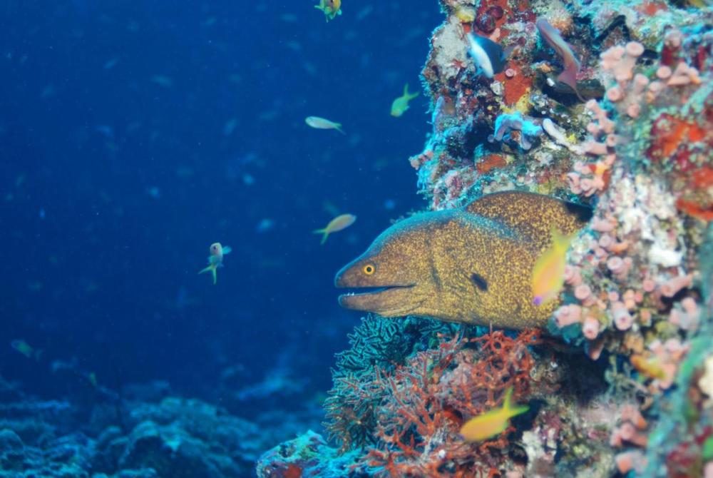 sun-island-maldives-15-5061818