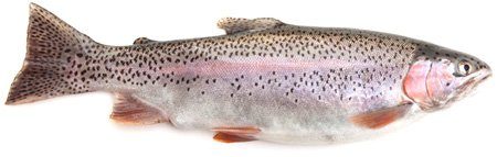 10008-trout-5563776