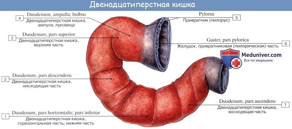 dvenadcatiperstnaia_kishka-1a-1052818