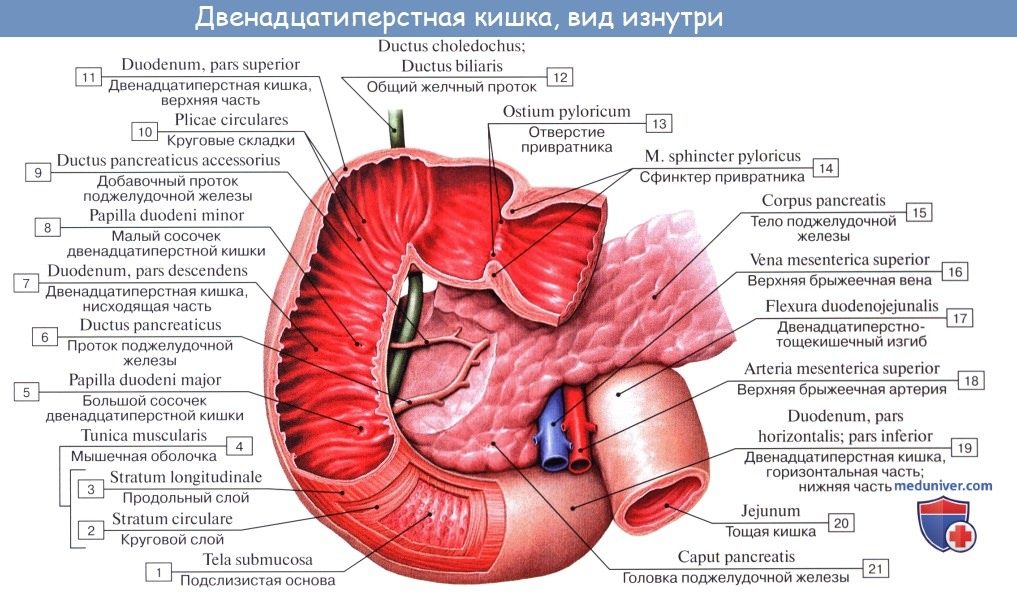 dvenadcatiperstnaia_kishka-2a-6209552