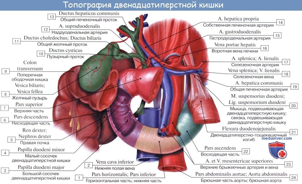 dvenadcatiperstnaia_kishka-3a-1620338
