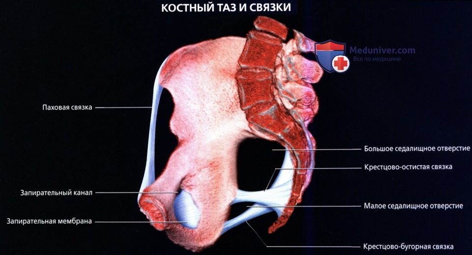 luchevaia_anatomia_tazovogo_dna_u_genchin-1-9120941