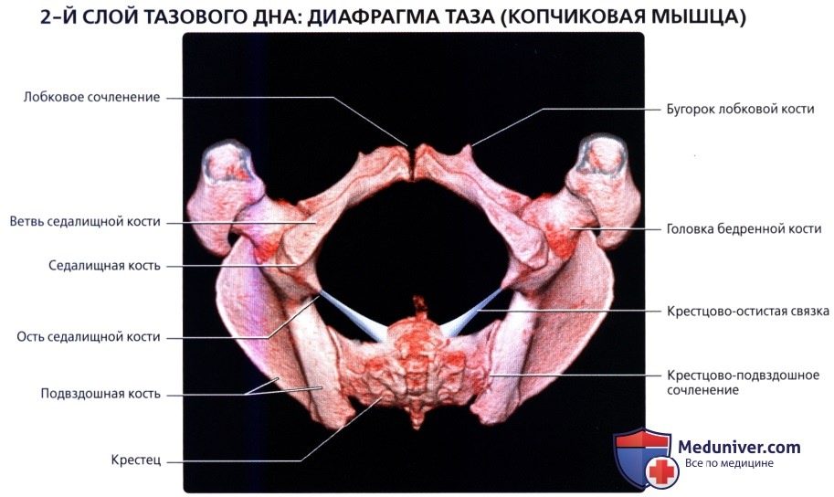 luchevaia_anatomia_tazovogo_dna_u_genchin-12-3313504