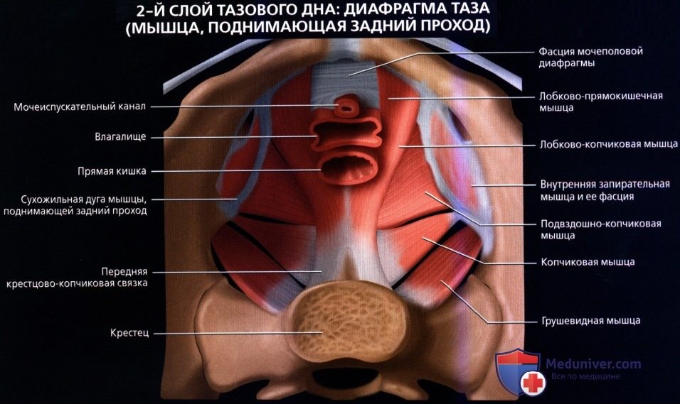 luchevaia_anatomia_tazovogo_dna_u_genchin-14-2470267