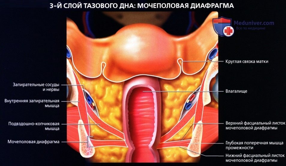 luchevaia_anatomia_tazovogo_dna_u_genchin-16-1625149
