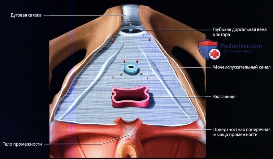 luchevaia_anatomia_tazovogo_dna_u_genchin-17-2803686