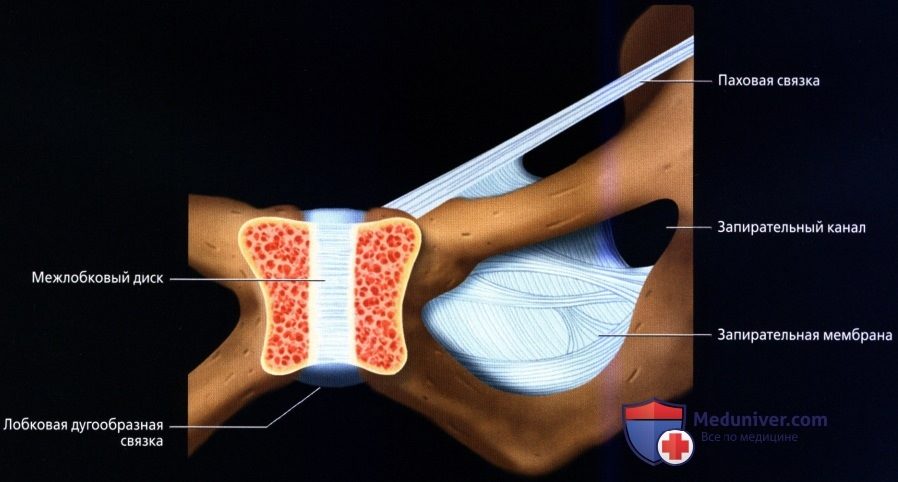 luchevaia_anatomia_tazovogo_dna_u_genchin-2-4563749