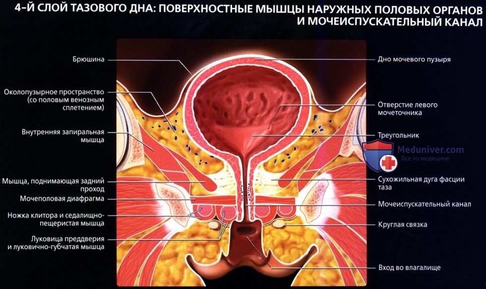 luchevaia_anatomia_tazovogo_dna_u_genchin-23-5772100