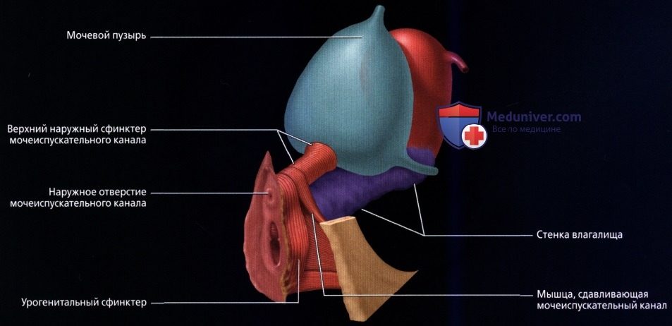 luchevaia_anatomia_tazovogo_dna_u_genchin-24-4356936