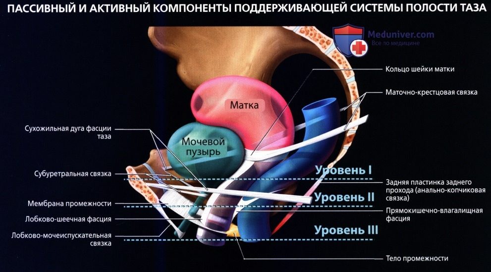luchevaia_anatomia_tazovogo_dna_u_genchin-25-8500725
