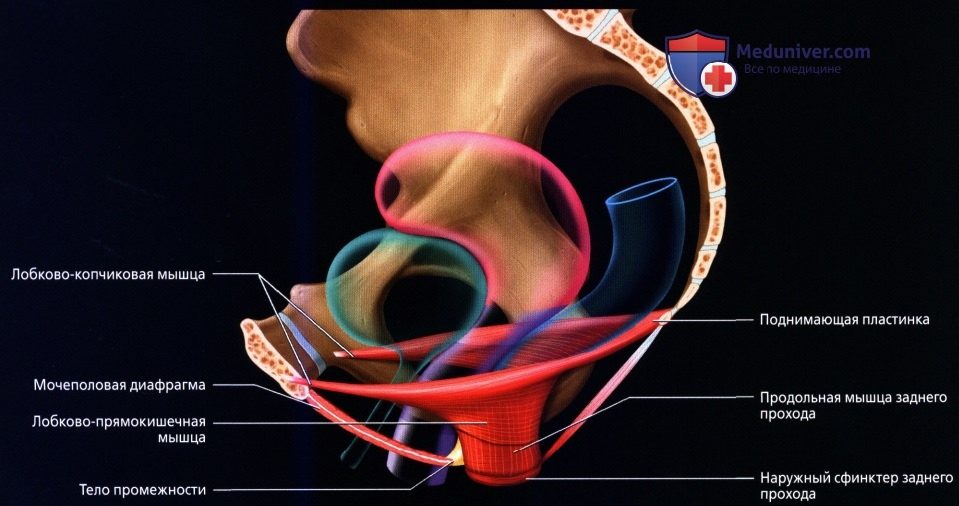 luchevaia_anatomia_tazovogo_dna_u_genchin-26-5437487