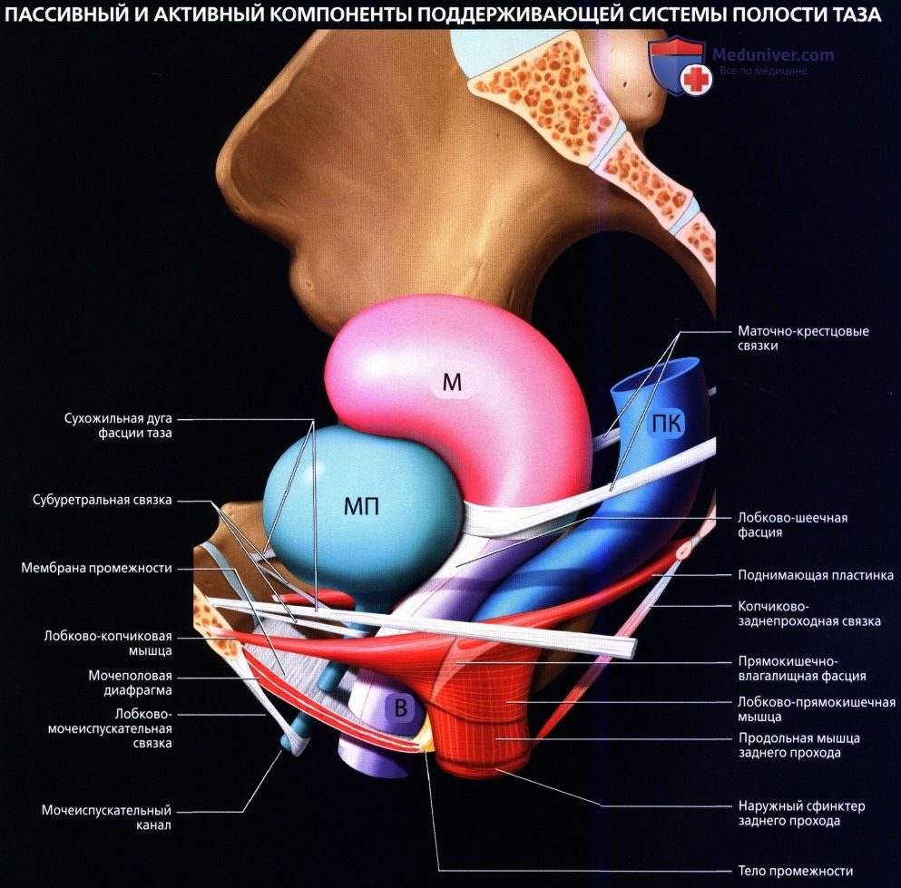 luchevaia_anatomia_tazovogo_dna_u_genchin-27-3531442