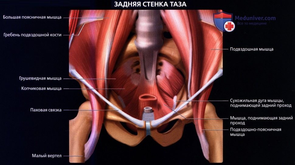 luchevaia_anatomia_tazovogo_dna_u_genchin-3-4783625