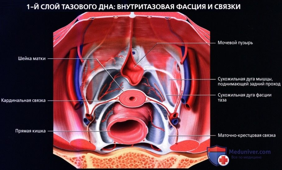 luchevaia_anatomia_tazovogo_dna_u_genchin-7-6331352