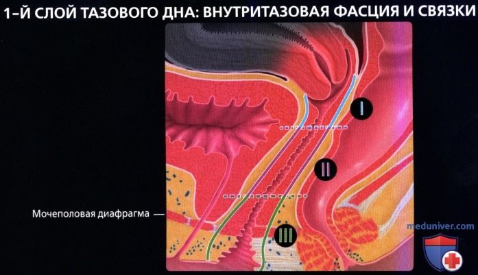 luchevaia_anatomia_tazovogo_dna_u_genchin-9-5730231