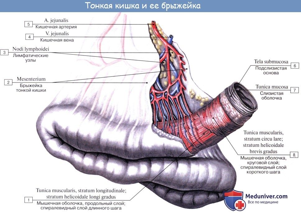 tonkaia_kishka-2a-5270182
