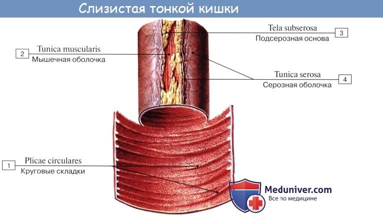 tonkaia_kishka-3a-5245025
