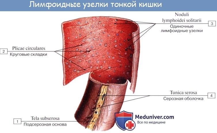 tonkaia_kishka-4a-3225103