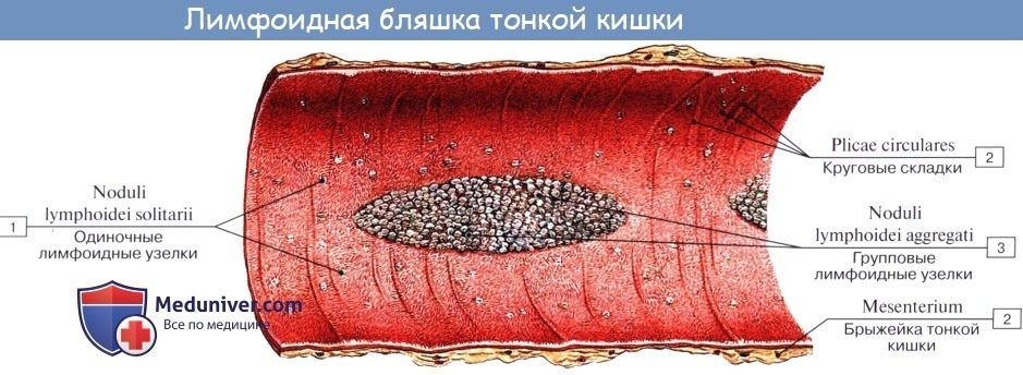 tonkaia_kishka-5a-7199435