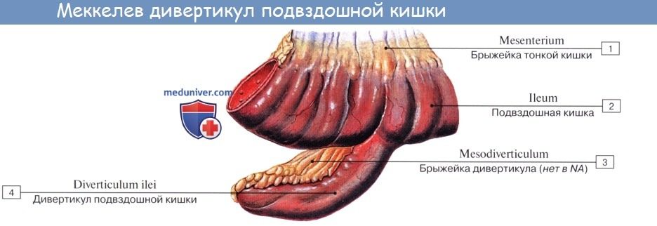 tonkaia_kishka-6a-6582327